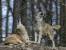 In arrivo 270 mila euro per gli allevatori piemontesi danneggiati dai lupi