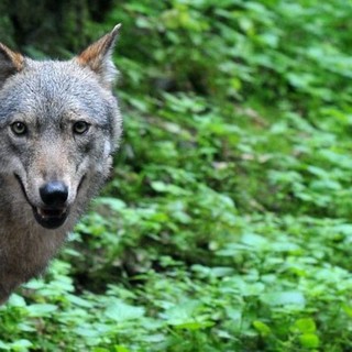 Moncalvo (Coldiretti): “Più lupi in Piemonte rispetto all’intera Svezia con circa 600 esemplari, a rischio la biodiversità dei nostri territori”