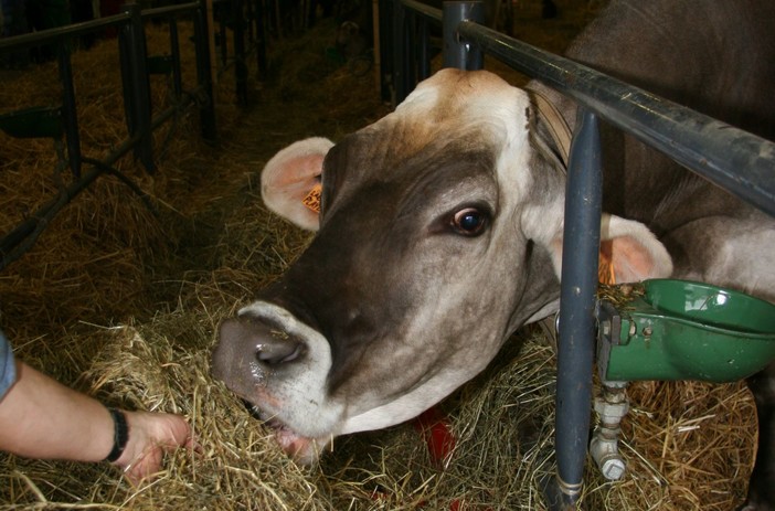 Blue Tongue, in arrivo il nuovo piano vaccinale