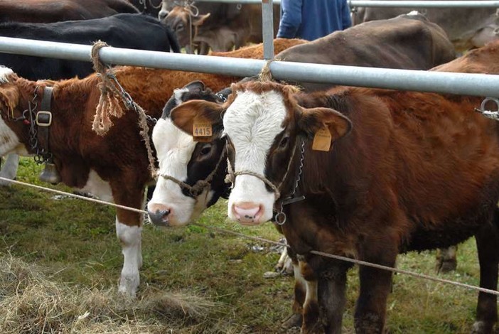 Ritorna la &quot;Sagra della Transumanza&quot; a Nebbiuno