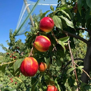 Coldiretti Piemonte: &quot;Frutta e verdura made in Piemonte per combattere il caldo&quot;