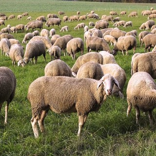 Coldiretti Piemonte, Blue Tongue: mettere in campo piano d’azione regionale