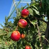 Coldiretti Piemonte: &quot;Frutta e verdura made in Piemonte per combattere il caldo&quot;