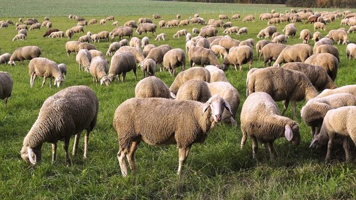 Coldiretti Piemonte, Blue Tongue: mettere in campo piano d’azione regionale