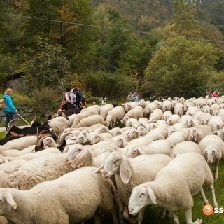 Licenziata la proposta di legge regionale su alpeggi e transumanza