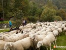 Licenziata la proposta di legge regionale su alpeggi e transumanza