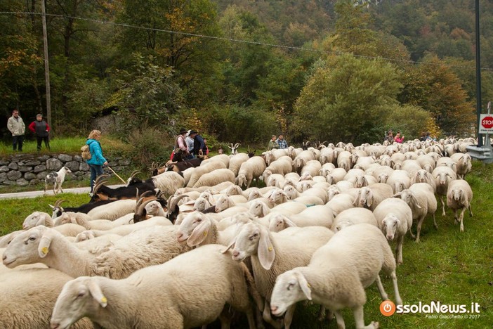 Licenziata la proposta di legge regionale su alpeggi e transumanza