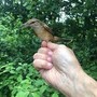 Scoprire la magia del Birdwatching: inanellamento al Parco del Ticino