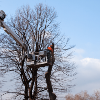 Trecate investe nel verde pubblico: interventi su alberature cittadine per sicurezza e decoro