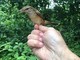 Scoprire la magia del Birdwatching: inanellamento al Parco del Ticino