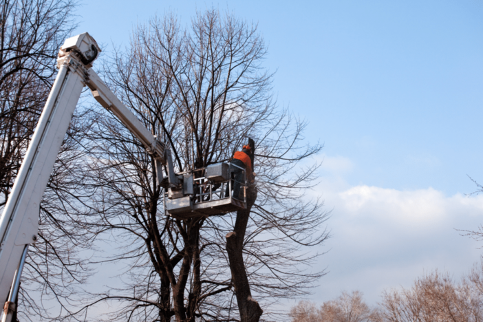 Trecate investe nel verde pubblico: interventi su alberature cittadine per sicurezza e decoro