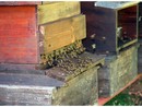 In arrivo due milioni di euro a sostegno degli apicoltori piemontesi