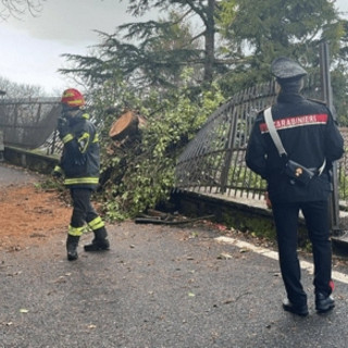 Maltempo Roma, albero cade a Rocca di Papa: niente feriti ma danni a auto