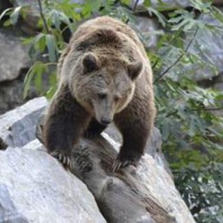 Trento, abbattuto nella notte l'orso M91: &quot;Era pericoloso&quot;