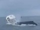 Balena attacca barca di pescatori, due volano in mare - Video