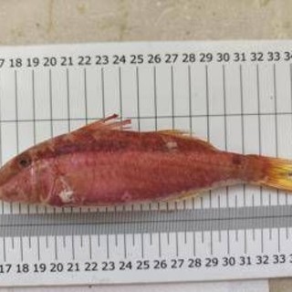 Nuovo pesce alieno nei mari italiani, la triglia tropicale del Mar Rosso