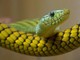 Cina, trovato con 100 serpenti vivi nel pantaloni: arrestato