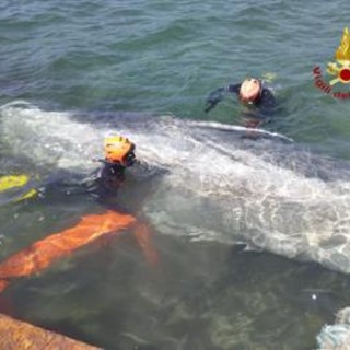 Talamone, recuperato il corpo della balenottera morta nel porto